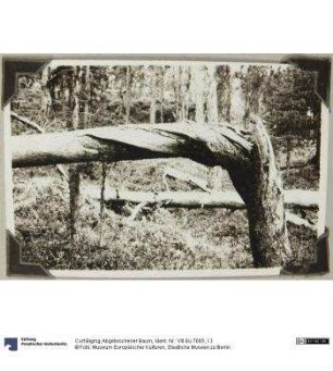 Abgebrochener Baum