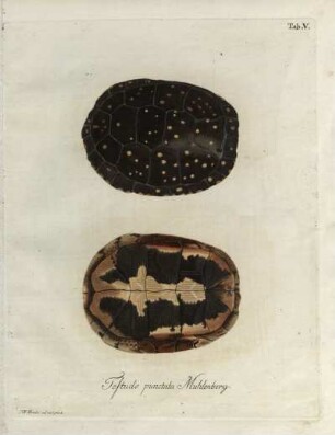 Tab. V. Testudo punctata Mühlenberg.