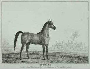 Buchara (Pferd) : Pferd, Radierung, 1823