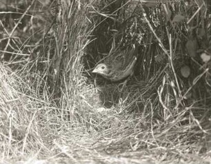 Grauammer (Emberiza calandra L.) geht auf das Nest