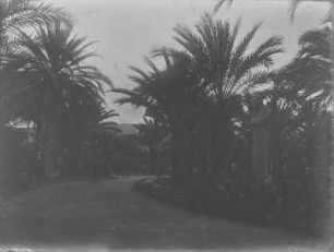 Palmen : Palmengarten Villa Bonanno