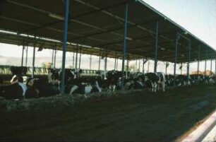 Fotografie: Milchviehhaltung, Liegehalle