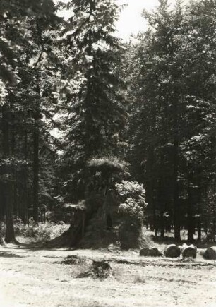 Harz. Südlich von Thale. Schutzhütte in Form einer Köhlerhütte