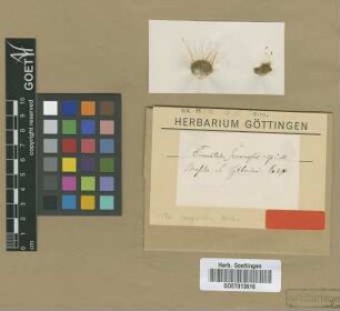 Trematodon squarrosus Müll.Hal. [type]