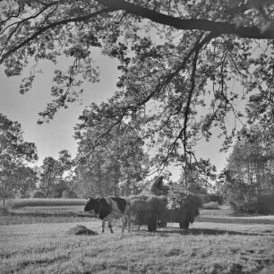 Landschaftsbild. Blühende Wiese bei Burg-Kauper. Ochsengespann mit einem Leiterwagen. : Wobraz krajiny. Kćějate łuki wokoło Kupaŕskich Bórkowow. Wolacy zapřah z rěblowanym wozom.