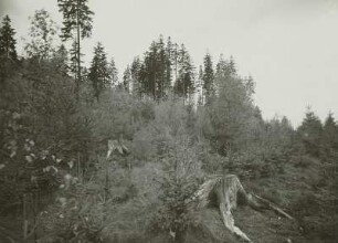 Forstwirtschaft im Erzgebirge. Zöblitz. Geräumte Vorverjüngung von Fichte, Lärche, Kiefer und Birke