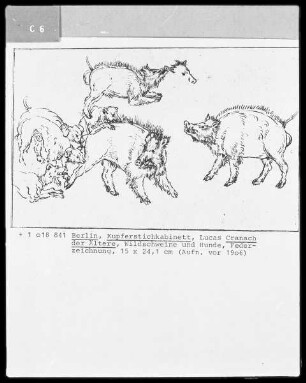 Wildschweine und Hunde