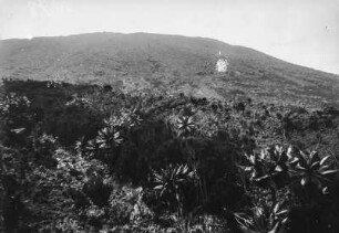 Vegetation der Virunga-Vulkane : Die Vegetationslandschaft am Vulkan Nyiragongo in der Gruppe der Virunga-Vulkane