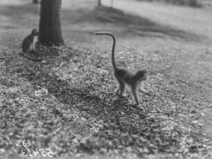 Meerkatzen : Zwei Meerkatzen