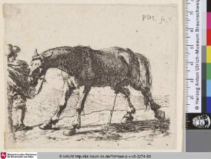 [Das pinkelnde Pferd; The Pissing Horse; Pissend paard]