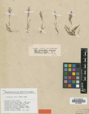 Leptochloa arenaria Hochst & Steud. ex Steud.