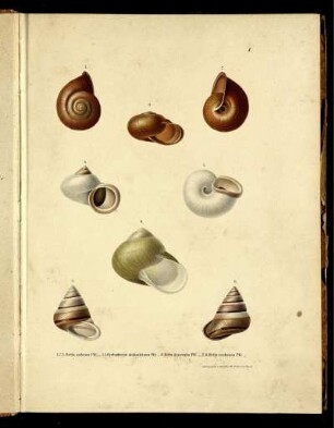 Ser. 1 = Abth. 1, Bd. 1,Taf: Novitates conchologicae. Ser. 1 = Abth. 1. Mollusca extramarina. Bd. 1