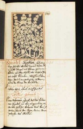 Quendel bis Quitten