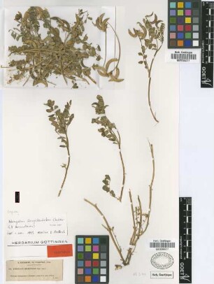 Astragalus mauritanicus Coss. [isotype]