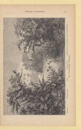 Vorderindische Dschungel