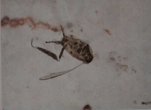 Insekten auf kopierter Roststruktur