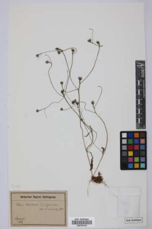 Tolpis barbata (L.) Gaertn.