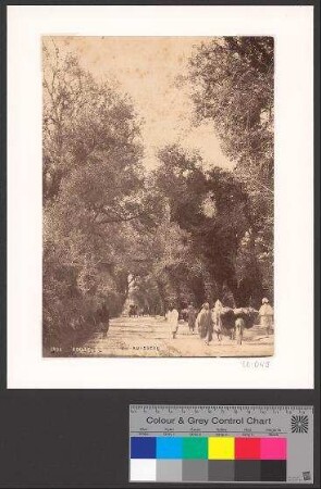Route d´Alger au Ruisseau