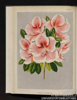 XXVII. Comte de Chambord.