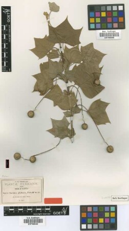 Platanus glabrata Fernald [syntype]