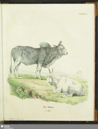 Bos Taurus. e) Zebu