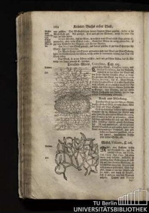 Cap. 116. Mistel, Viscum.