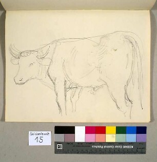 Stier