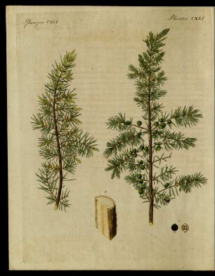 Der gemeine Wacholder. (Juniperus communis.)