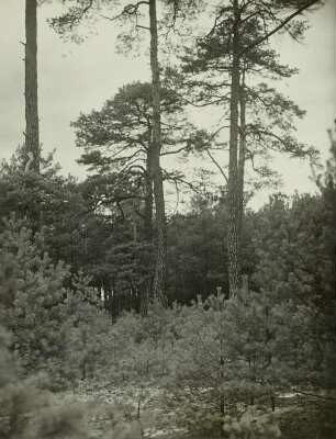 Oberlausitzer Niederung, Heidelandschaft. Waldverjüngung bei Kreba