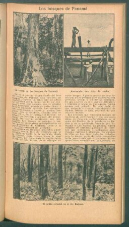 Los bosques de Panamá