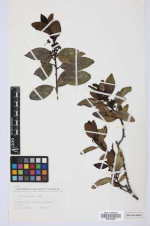 Ilex canariensis canariensis Poir.