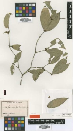 Garcinia zenkeri Engl. [syntype]