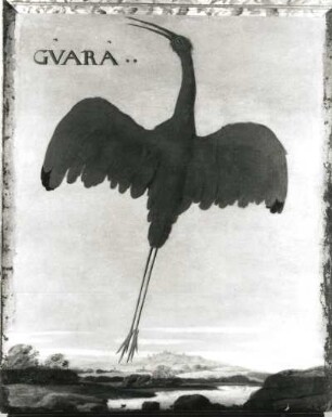 GVARA Scharlachroter Ibis (Eudocimus ruber) : GVARA Scharlachroter Ibis (Eudocimus ruber). Öl auf Leinwand (1655/1663; A. Eckhout). Radebeul, Hoflößnitz, Berg- und Lusthaus, Festsaal (nach der Restaurierung)