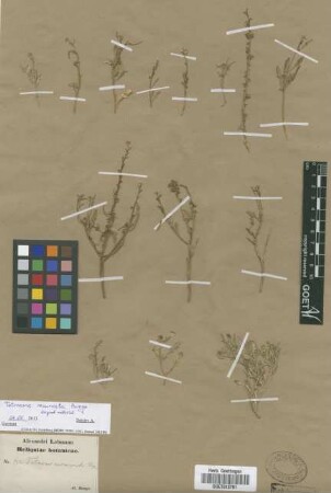 Tetracme recurvata Bunge [original material]