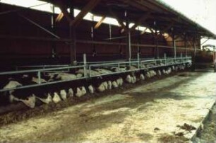 Fotografie: Stallsystem, Betriebsgebäude, Offenfrontstall, Fressgitter, Futtervorlage