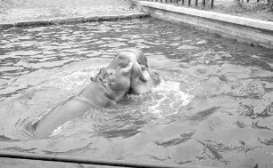 Nilpferde im Karlsruher Zoo.