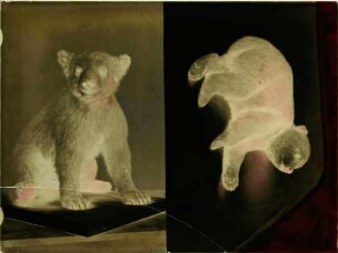 Ursus arctos