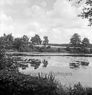 Papierholz: Teich: vorn Gräser: hinten Bäume