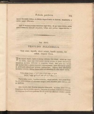 Tab. XXVI: Testudo Pulchella