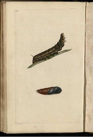 Pl. 191 [bis] Pl. 200 [Pl. siehe arabische Paginierung]