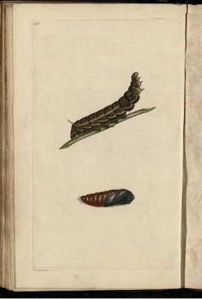 Pl. 191 [bis] Pl. 200 [Pl. siehe arabische Paginierung]