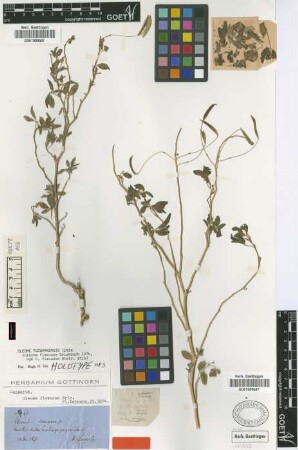 Cleome flexuosa Griseb.