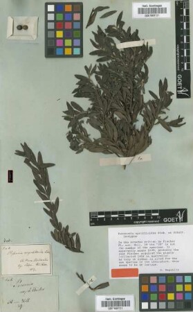 Persoonia myrtilloides Sieber ex Schult. [isotype]