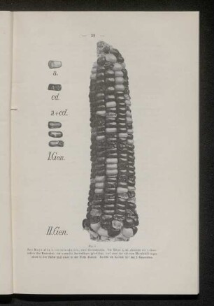Fig. 8. Zea Mays alba + cueroleoduleis, zwei Generationen.