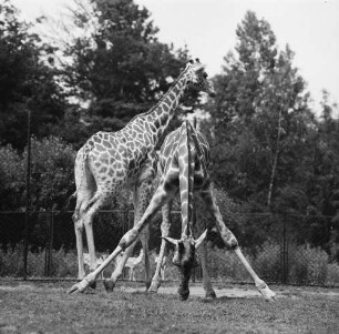 Zootiere. Zwei Giraffen