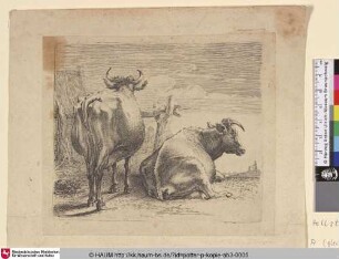 [Zwei Kühe von hinten; Two Cows Seen From Behind]