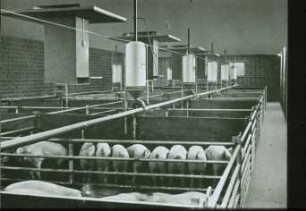 Fotografie: Stallsystem, Mastschwein, Vollspaltenboden, Fütterungstechnik, Trockenfütterungsanlage