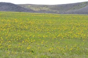 Blumenwiese an der isländischen Südküste