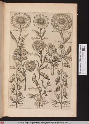 [Ringelblumen, Adonisröschen, Rittersporn und Eisenhut]