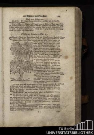 Cap. 71. Eichbaum, Fraxinus.